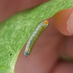 Sphacophilus cellularis