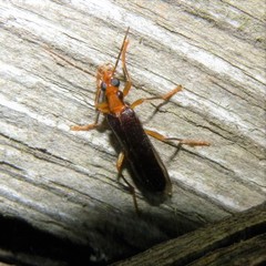 Nacerdes carniolica