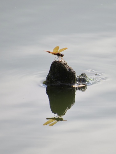 Eastern Amberwing photographed in New Jersey