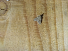 Mecyna asinalis