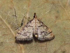 Metasia ophialis