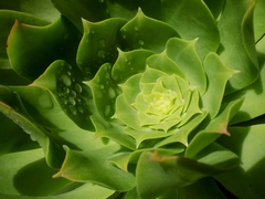 Aeonium arboreum arboreum