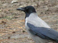 Corvus cornix