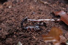 Centromachetes pocockii