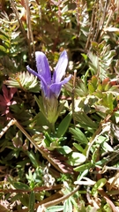Gentianopsis barbellata