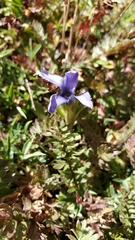 Gentianopsis barbellata