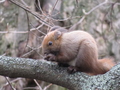 Sciurus vulgaris