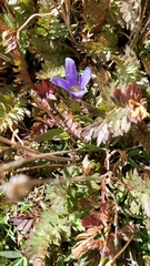 Gentianopsis barbellata