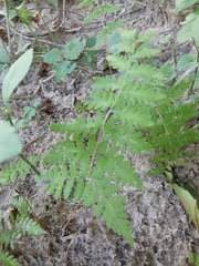 Woodsia obtusa