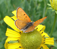 Tharsalea rubidus ferrisi