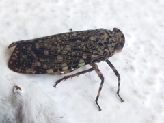 Poiocerinae
