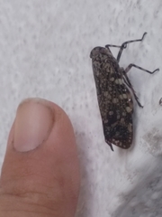 Poiocerinae