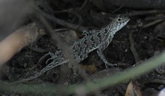 Holbrookia subcaudalis