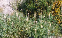Lupinus gredensis