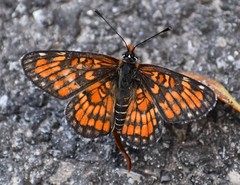 Chlosyne definita