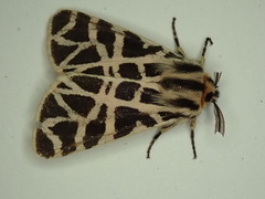 Apantesis nevadensis