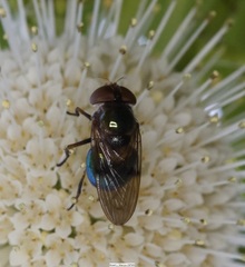 Copestylum vesicularium