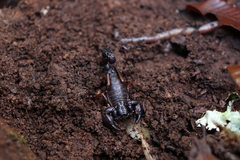 Centromachetes pocockii