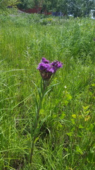 Vernonia fasciculata