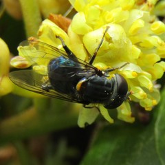 Helophilus hochstetteri