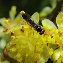 Allograpta hollowayae