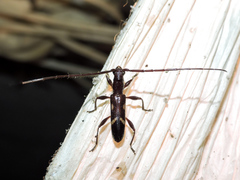 Neocompsa tenuissima