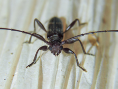 Neocompsa tenuissima