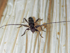 Neocompsa tenuissima