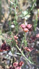 Fumana ericifolia