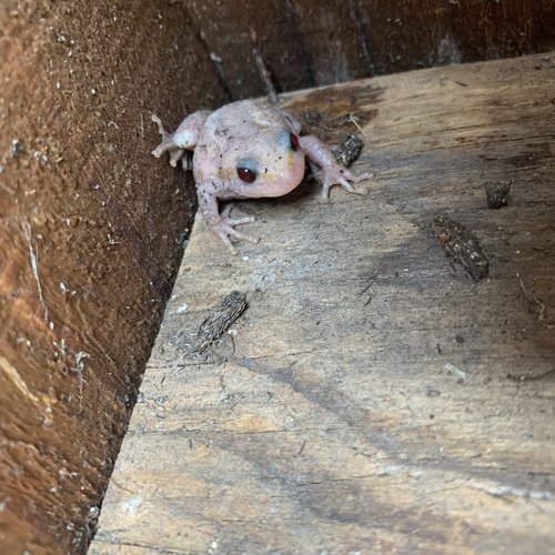 Pacific chorus frog photographed in Oregon