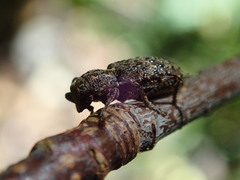 Plectrura spinicauda
