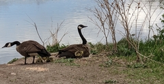 Branta canadensis