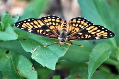 Chlosyne definita