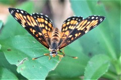 Chlosyne definita