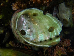 Haliotis fulgens