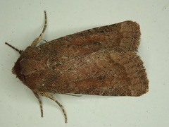 Protorthodes curtica