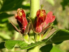 Triosteum perfoliatum