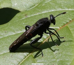 Mydas chrysostomus