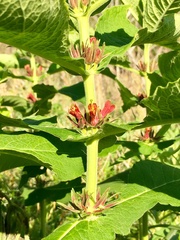 Triosteum perfoliatum