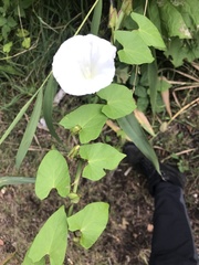 Calystegia sepium sepium