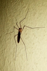 Nephrotoma wulpiana