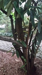 Viburnum rhytidophyllum