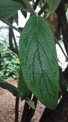Viburnum rhytidophyllum