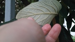 Viburnum rhytidophyllum