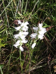 Spiranthes magnicamporum