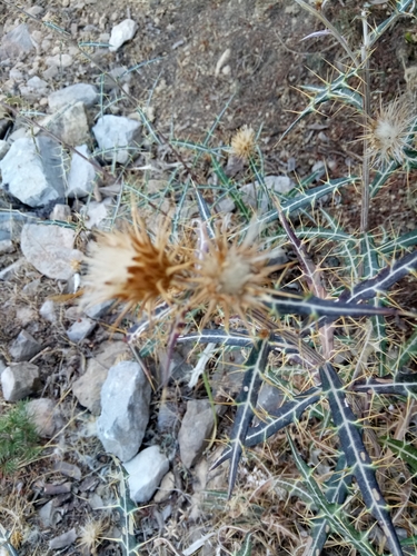 Ptilostemon rhiphaeus image