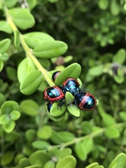 Poecilocoris splendidulus