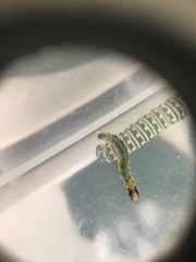 Desmia funeralis