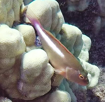 Photo of Arced Hawkfish (Paracirrhites arcatus)