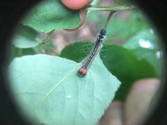 Acronicta radcliffei
